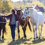 Jurta Pod Brzozami Pogrodzie